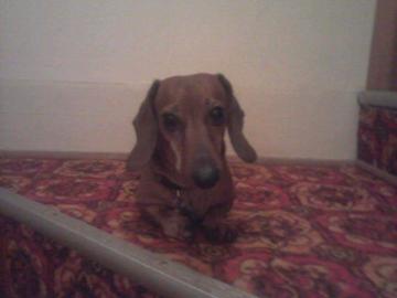 Booke's dog little John