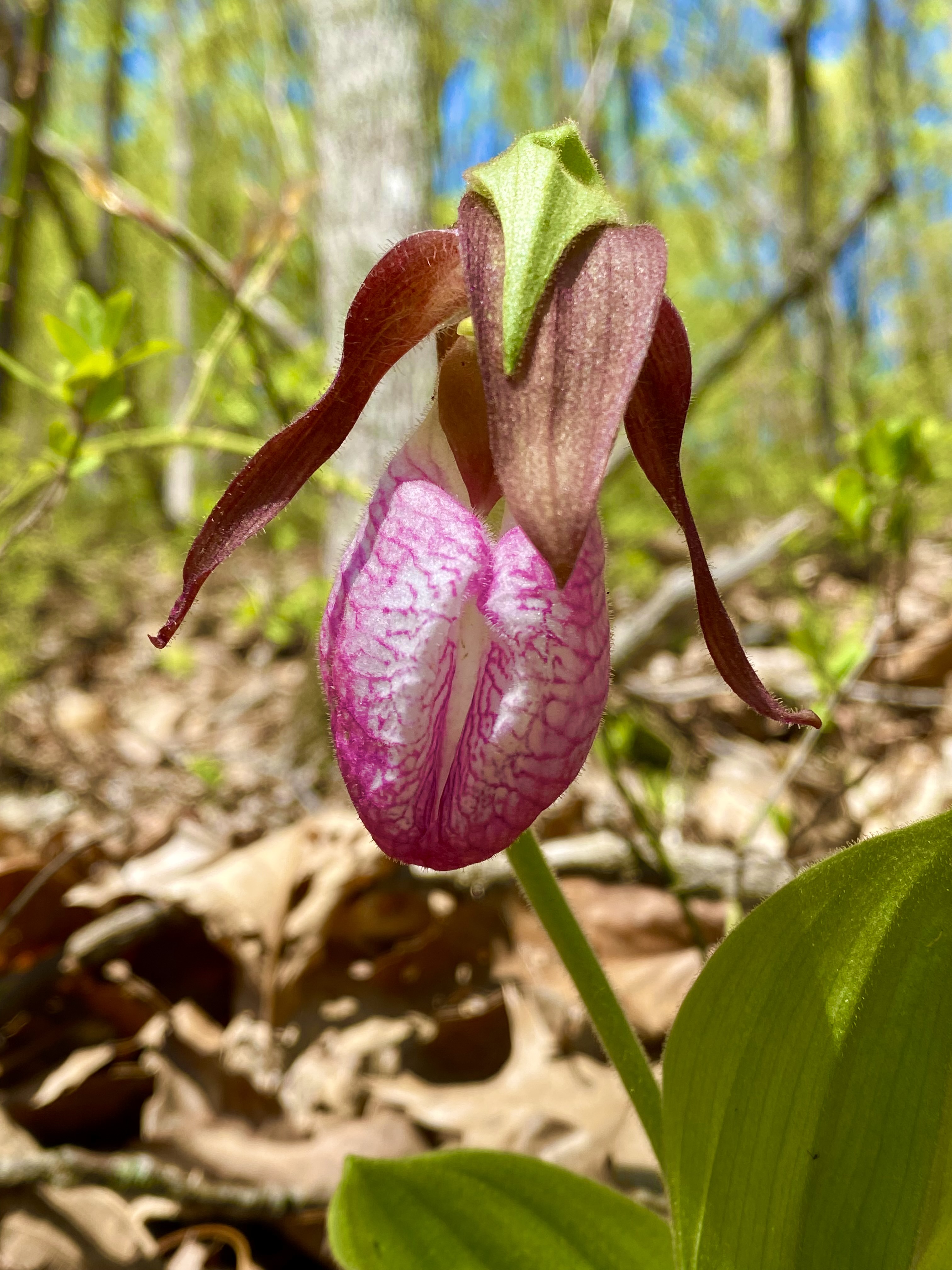 Pink Lady's Slipper Orchids: A One Minute Meditation – Nature for my Soul