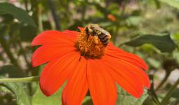 Bee on a flower in crossville