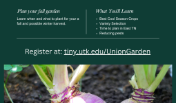 Two vibrant purple turnips growing in rich, dark soil with green leafy tops. Promotes UT Extension’s “Planning a Fall Garden” workshop hosted by Union County on Wednesday, July 16 at 10 a.m. Topics include what to plant, cool season crops, timing for East Tennessee, and pest reduction.