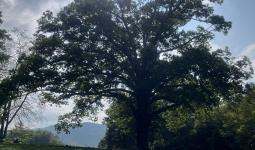 Please come to the 2nd ‘Gathering of the Generations’ on Sept. 13.  The day begins at 11:00 a.m. at the Union County Historical Society, and includes a visit to the Hamilton Cemetery and the Hamilton- Tolliver cabin.  This large old oak tree will welcome visitors into the cemetery, Union County Tenn.