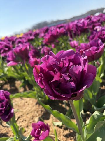 Purple tulip