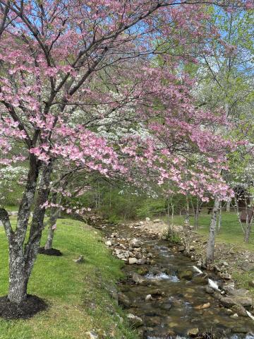 Dogwoods in the Gap