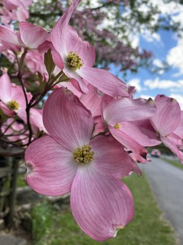 Dogwoods in the Gap