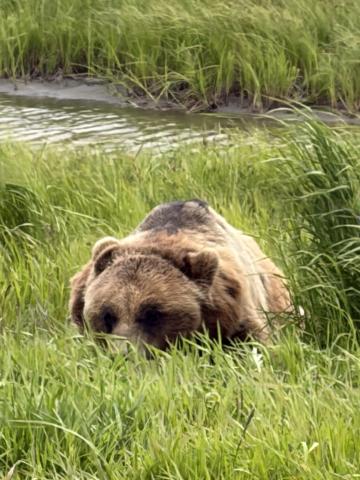 Grizzly bear