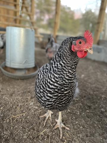 Dominique Chicken