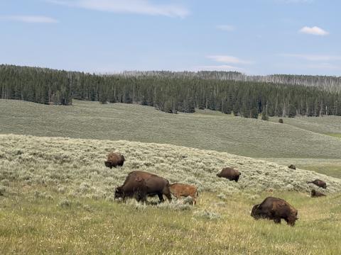 Bison