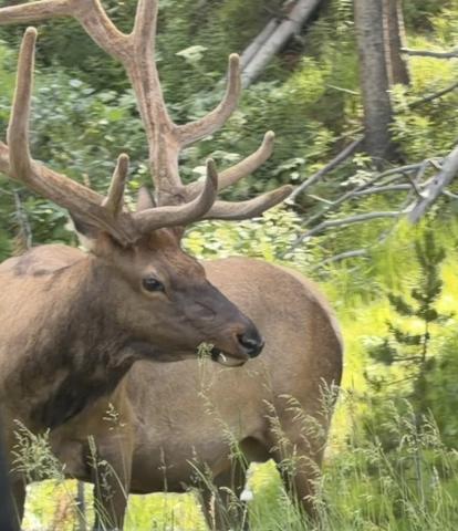 Elk