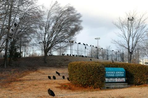 Crows watching tennis, by Frank Sharp