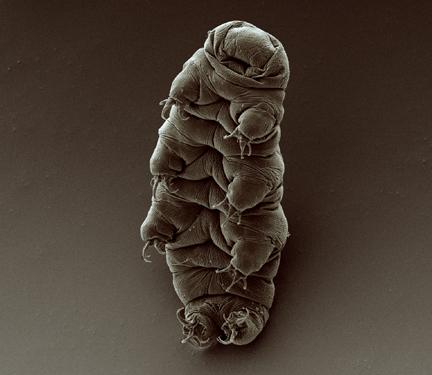 Adult Tardigrade