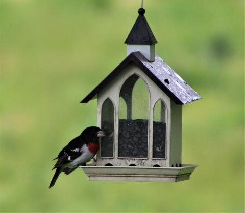 Bird feeding on bird feeder.