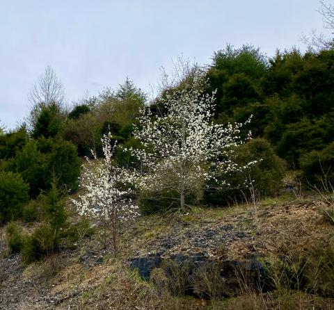 Photo by Steve Roark Bradford Pears have become common along roadsides, and while pretty, they are invasive and aggressively compete with native trees for growing space. Their numbers are growing exponentially.