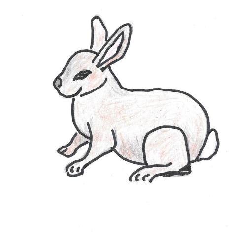 Hopping Bunny Rabbit