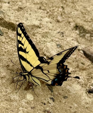Possible caption: Butterflies, like this eastern tiger swallowtail, are usually bright in color while moths are typically dull. Other differences make them easy to distinguish even though they are close kin.