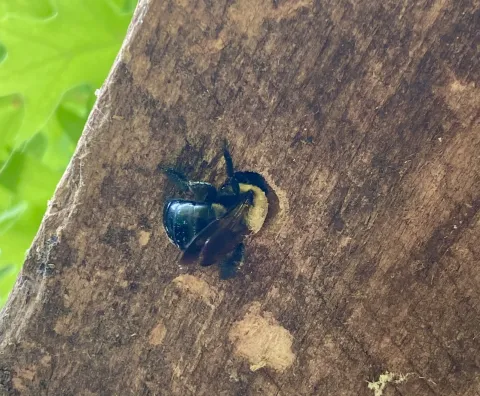 Photo by Steve Roark Carpenter bees can damage your outside woodwork by tunneling neat, round tunnels that they nest in.