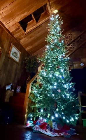 Evergreen trees are one of many plants and animals that have become associated with the Christmas season.