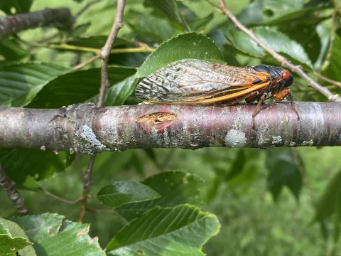Photo by Stave Roark Periodical cicadas are in high numbers this year. The brown wound in the twig is where the female has cut a slit to lay eggs. This sometimes kills small twig ends.