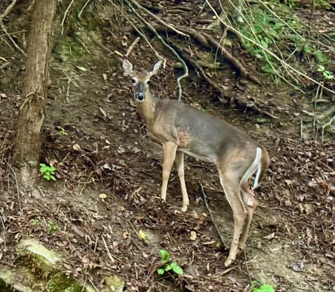 Deer communicate with each other in a number of gestures that are easy to interpret.