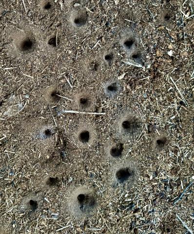 These conical pits are evidence of antlions, locally called doodlebugs. They have entertained kids for centuries. 