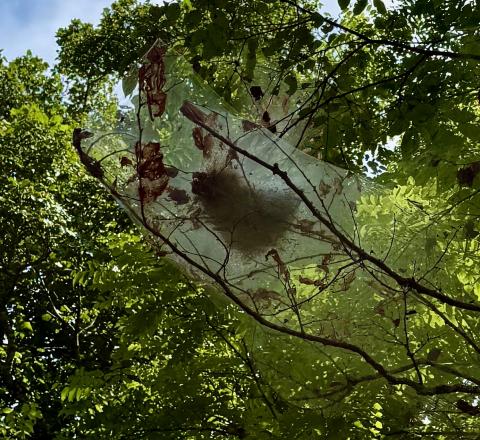 Photo by Steve Roark Fall Webworms are numerous this year, and while not harmful to the tree, their messy webs are unsightly in the landscape.
