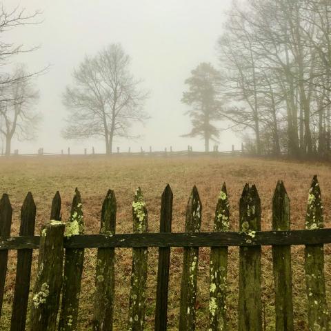 Photo by Steve Roark There may be a clue derived from old trees as to what happened to the Lost Colony of Roanoke in 1590.