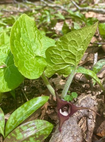 Photo by Steve Roark Wild ginger (Asarum canadense)