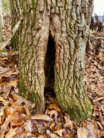 Hollowed out trees are common to see on hikes in the woods.