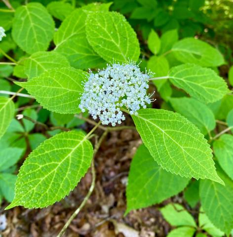 Photo by Steve Roark While the flower of this Wild Hydrangea may draw your eye, it's leaves combine with many other plants to make our mountains green
