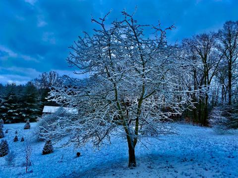 Photo by Steve Roark A snow completely changes a bleak winter landscape into a wonderland.