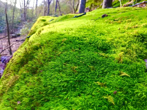 Photo by Steve Roark Moss can give the forest a Fairy Land appearance.