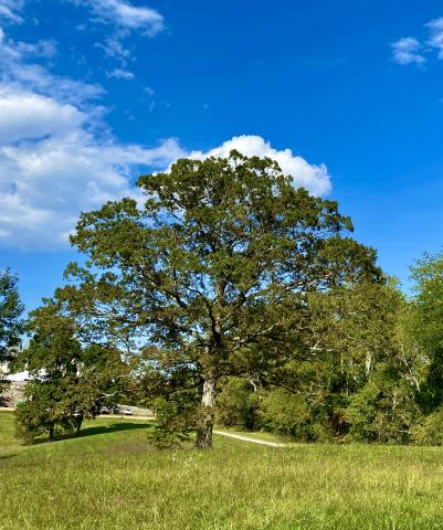 Large trees were meeting places during the early development of the American Revolution.