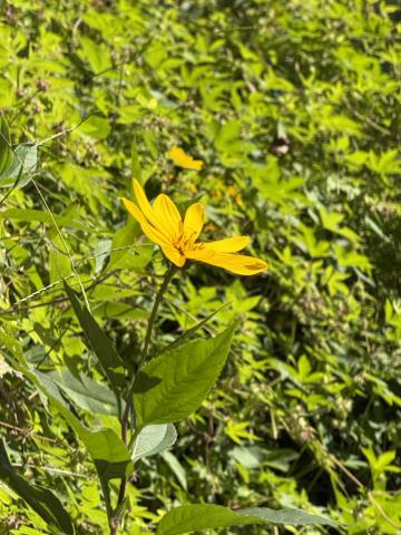 The oddly named Jerusalem Artichoke is both a handsome plant and food source.  