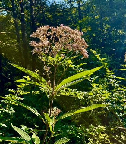 Joe Pye Weed is not only beautiful, it has a number of reported medicinal values, plus has a cool name.