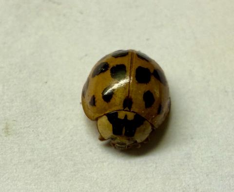 The invasive Asian Lady Beetle is a wintertime nuisance and can be identified by the black W above their head. 