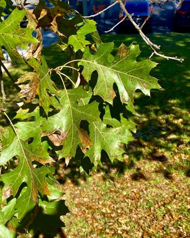 By knowing what to look for, leaves can be used to identify tree species. These are oak leaves, which have extended lobes that may be sharp or rounded. 