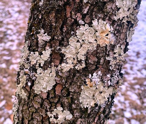 Photo by Steve Roark Lichen are pretty easy to find growing on a well established yard tree, but do no harm.