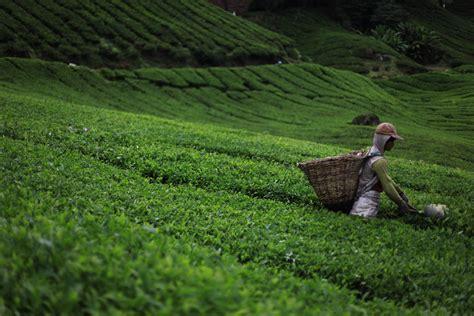A field of tea leaves