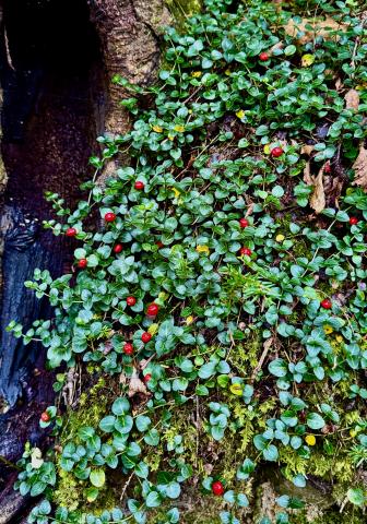This Partridge Berry is one of many plants that entice an animal to eat it as a means to spread the seed away from the mother plant.