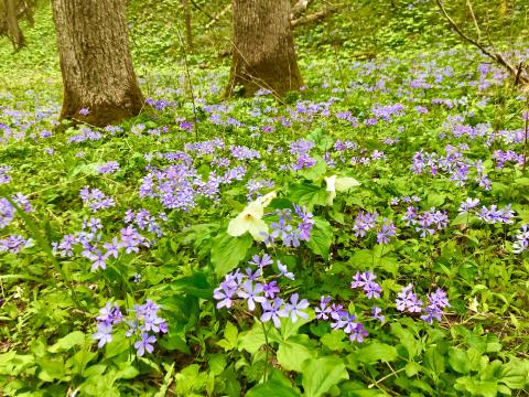 Wildflowers is a sure sign that Spring has arrived.