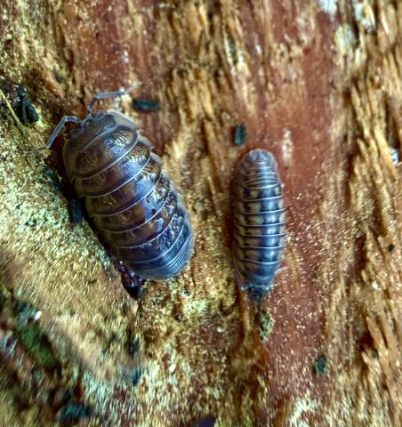 Pillbugs have been terrorized by kids for decades getting them to curl up into a ball, a defense reflex.  They have many subtle layers of weirdness.