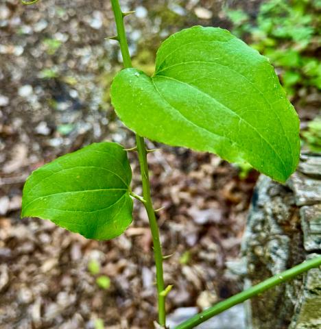 Sawbriar can rip you to shreds when walking off trail in the woods, but is important as a wildlife food. 
