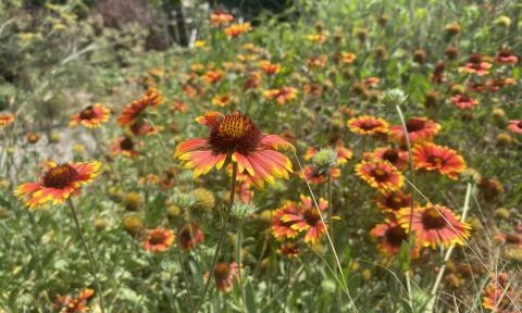 BlanketFlower - submitted by Karen Caspary Gaillardia, also known as blanketflower, comes in a variety of species and performs well through the summer and fall in rock gardens, pollinator plots or native plant collections.