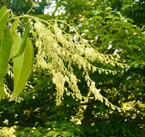 Sourwood is one of several native plants that could be used for landscaping.