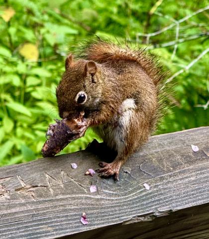 Squirrels consume a lot of oak acorns but also bury some for future use, making them potential tree planters if they forget them.