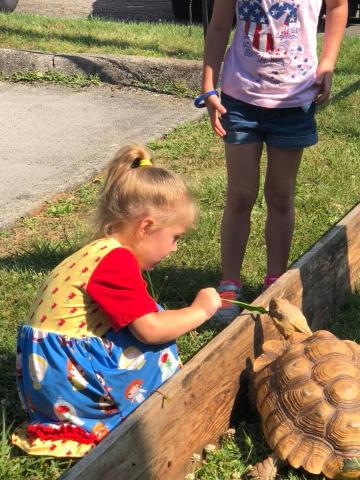 A young Summer Reader feeds a tortoise at the Healthy Kids Day kickoff at Maynardville Public Library.