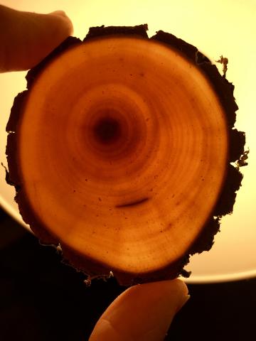 Inside the trunk of a tree is an effective plumbing system to move food and water where it is needed. 