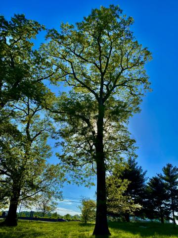 Each state has an Arbor Day denoting the importance of trees in our lives.
