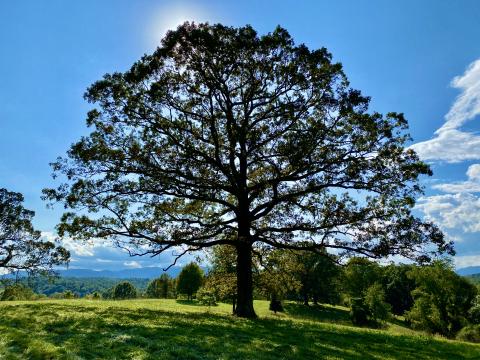 Trees especially with wide canopies provide a place to escape the hot sun plus can save on energy costs