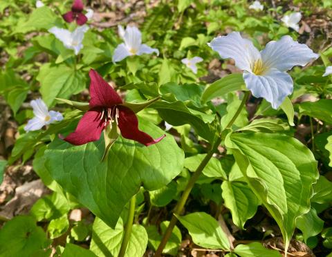Photo by Steve Roark Trilliums are one of the earliest flowers to bloom in the Spring, and are beautiful to behold.