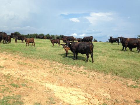 Angus Cows